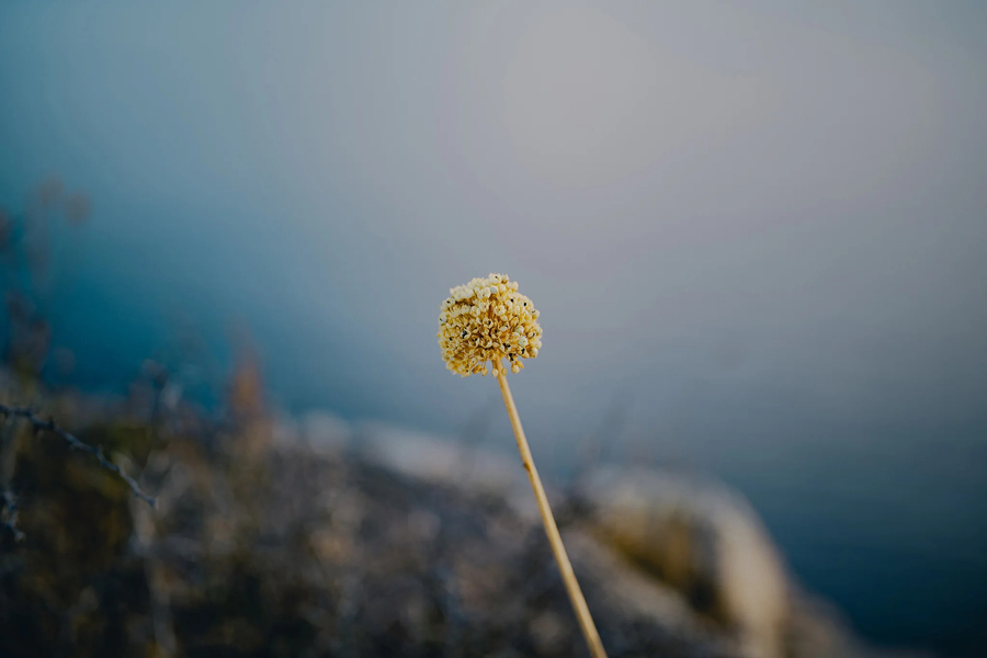 Wunderschönes Bokeh des Viltrox 50mm F1.4