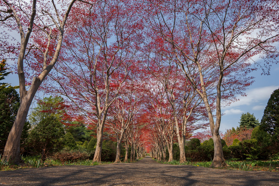 Sigma 12mm F1.4 DC Contemporary kaufen