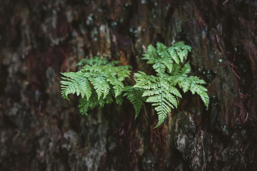 Nahaufnahme mit dem Rollei 35mm F1.8