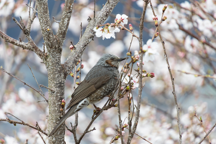 Tamron 18-300mm F3.5-6.3 Di III-A VC VXD