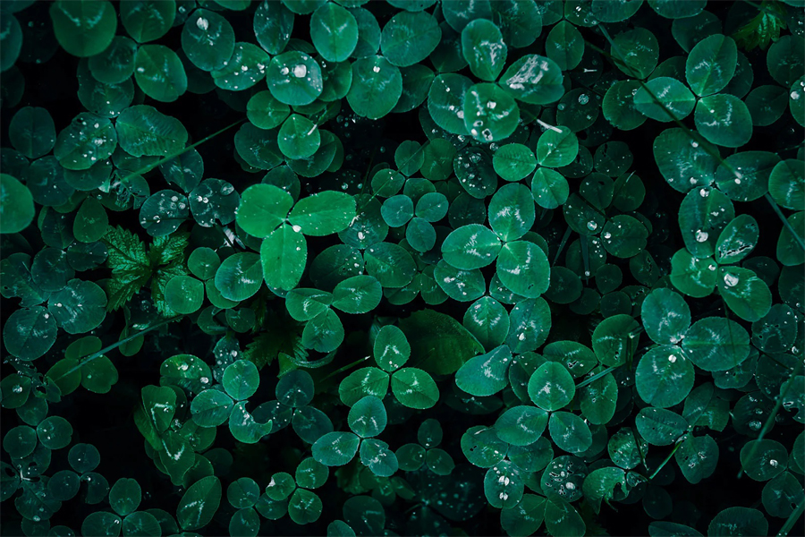 Nahaufnahme mit dem Rollei 24mm F1.8