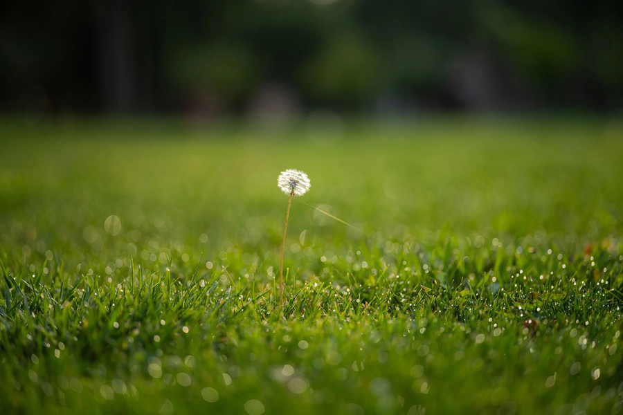 Wunderschönes Bokeh des AF 85mm F2 von Viltrox
