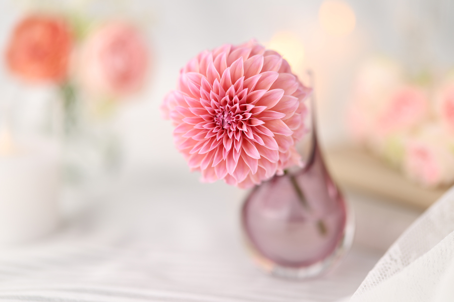 Wunderschönes Bokeh des Canon RF 85mm F1.4 L VCM.