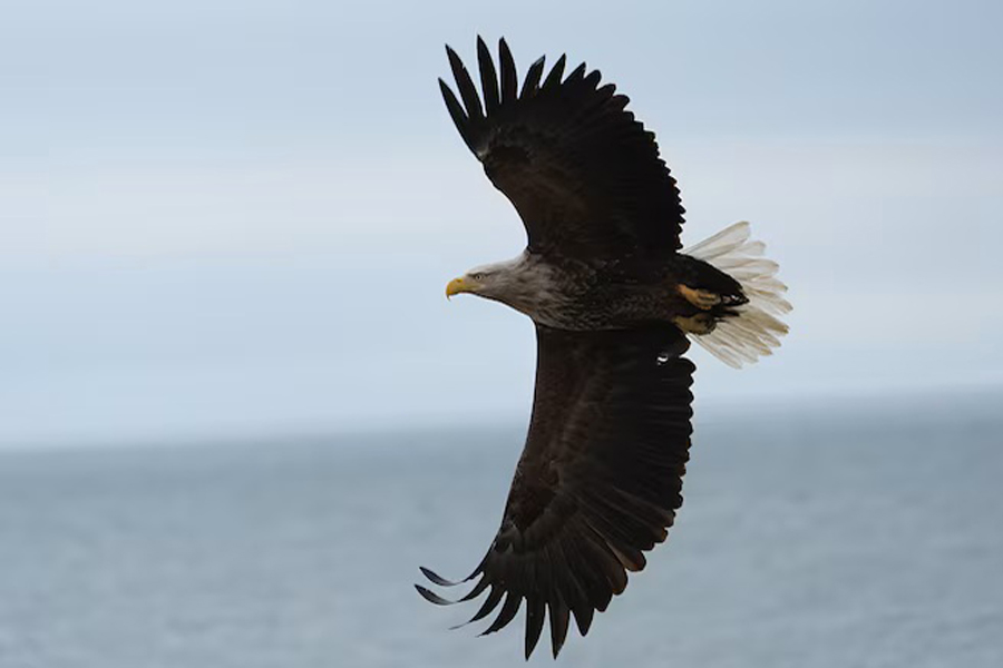 Vogel im Flug, aufgenommen mit dem Sony FE 100-400mm F5.6-8 OSS