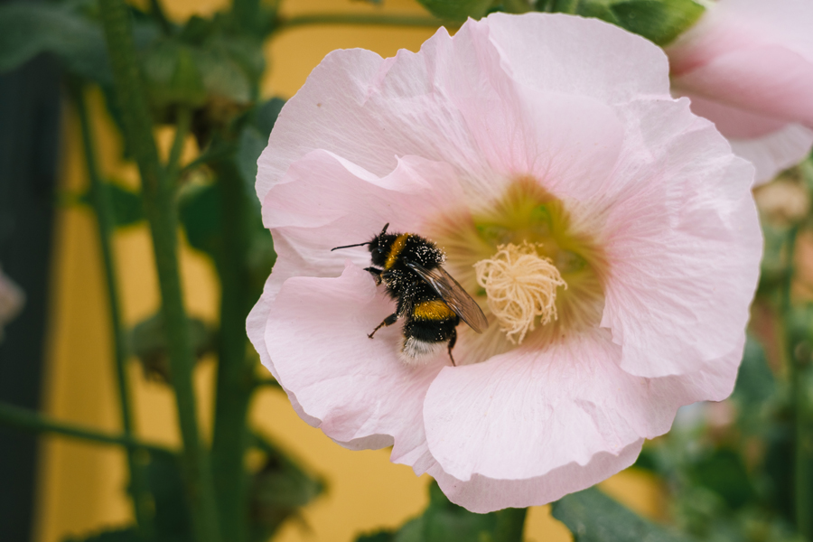 Fujifilm FUJINON XC 13-33mm F3.5-6.3 OIS mit überzeugender Bildqualität