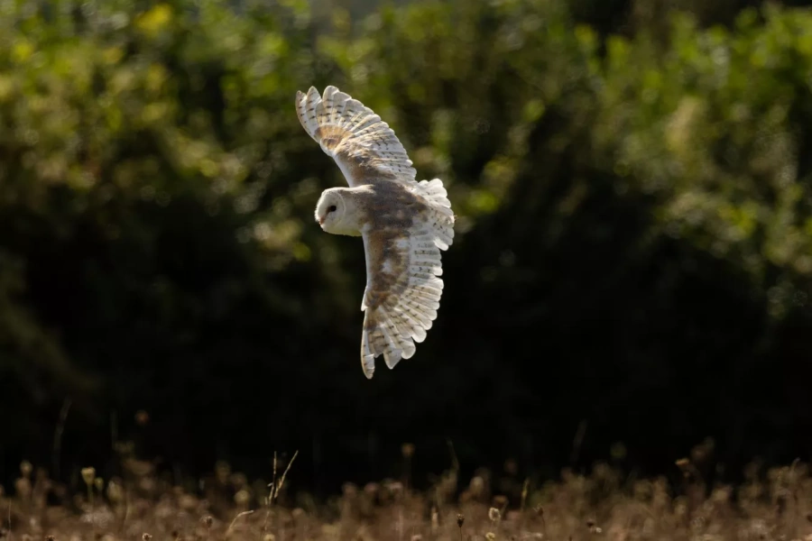 Selbst bei wechselnden Wetterbedingungen weiter aufnehmen mit dem Canon RF 200-800mm F6.3-9 IS USM