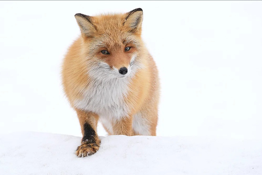 Wildlife-Aufnahme mit dem Fujifilm FUJINON XF 150-600mm F5.6-8 R LM OIS WR