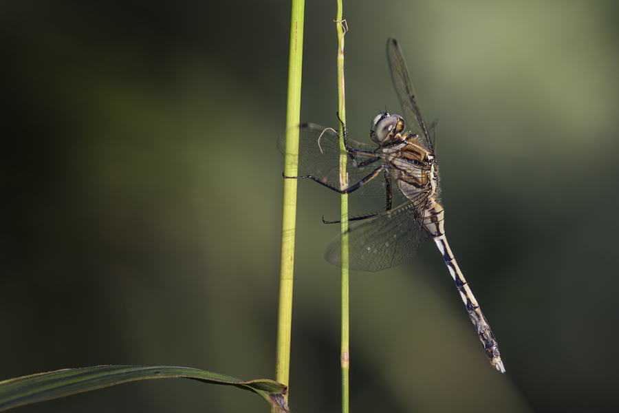 Libelle am Gras, aufgenommen mit dem LAOWA 180mm F4.5 1,5X Ultra Macro APO