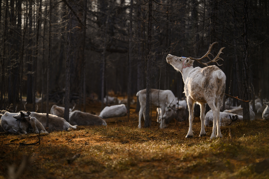 Tamron 70-180mm F2.8 Di III VC VXD G2 für Nikon Z-Mount mit VC-Bildstabilisierung