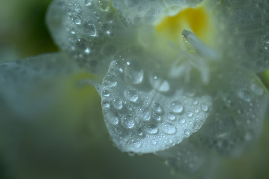 Nikon NIKKOR Z DX MC 35mm F1.7 bestellen