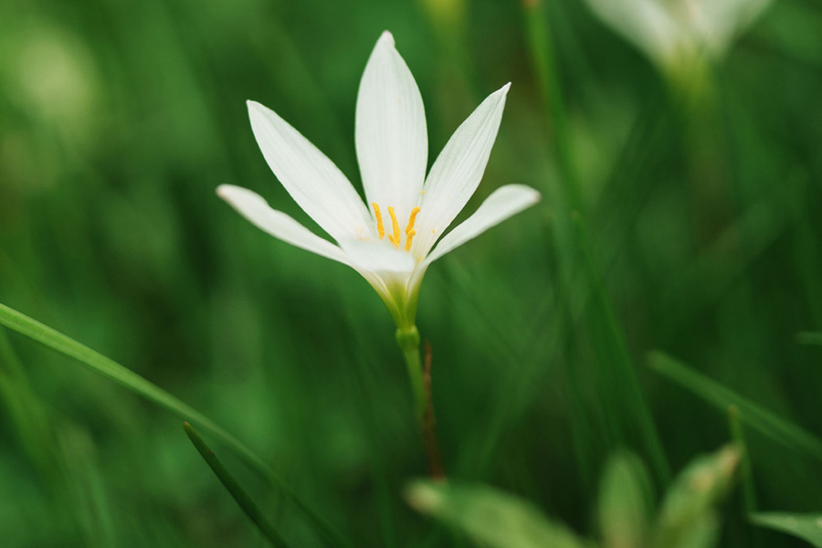 Viltrox 56mm F1.2 AF PRO mit Blende F1.2