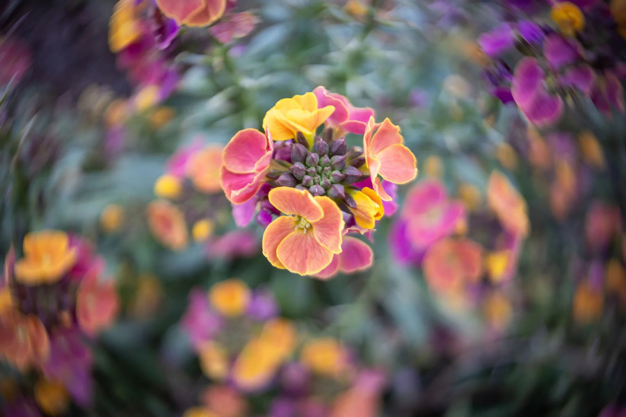 Blumenaufnahme mit Twist-Effekt