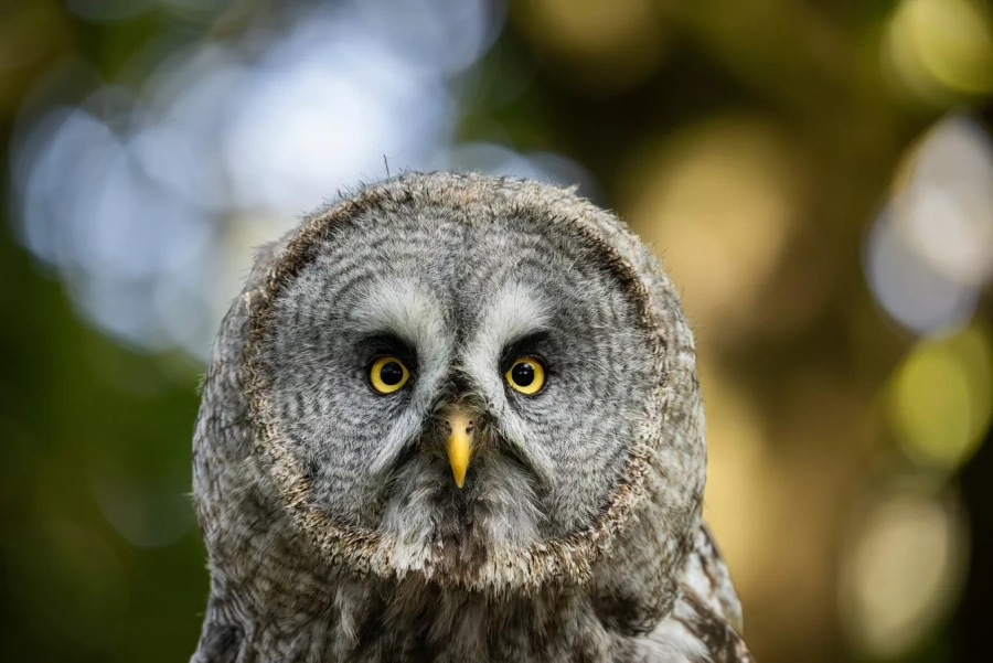 Canon RF 200-800mm F6.3-9 IS USM