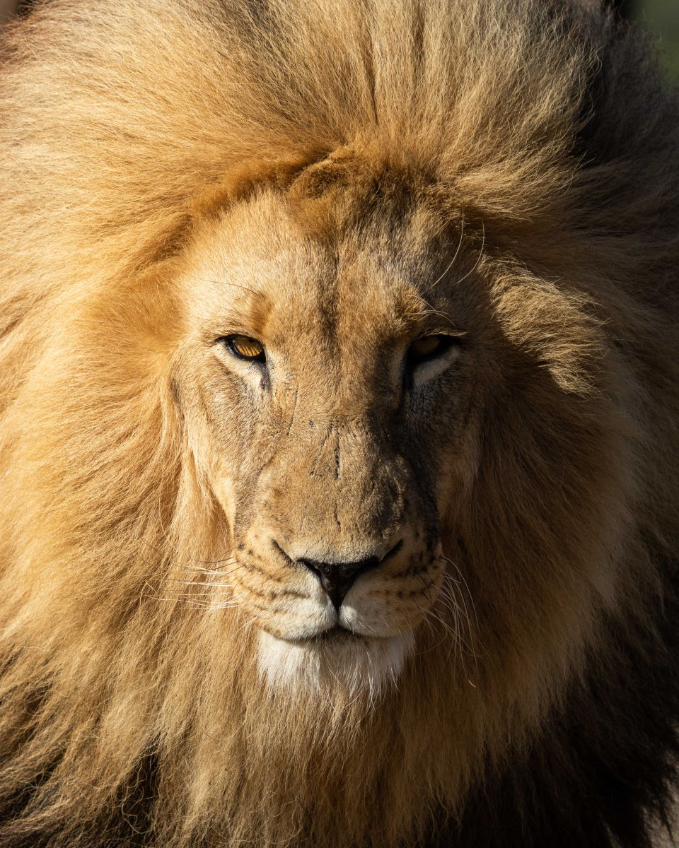 Wildlife Fotografie in Südafrika mit Fotograf Sasan Amir