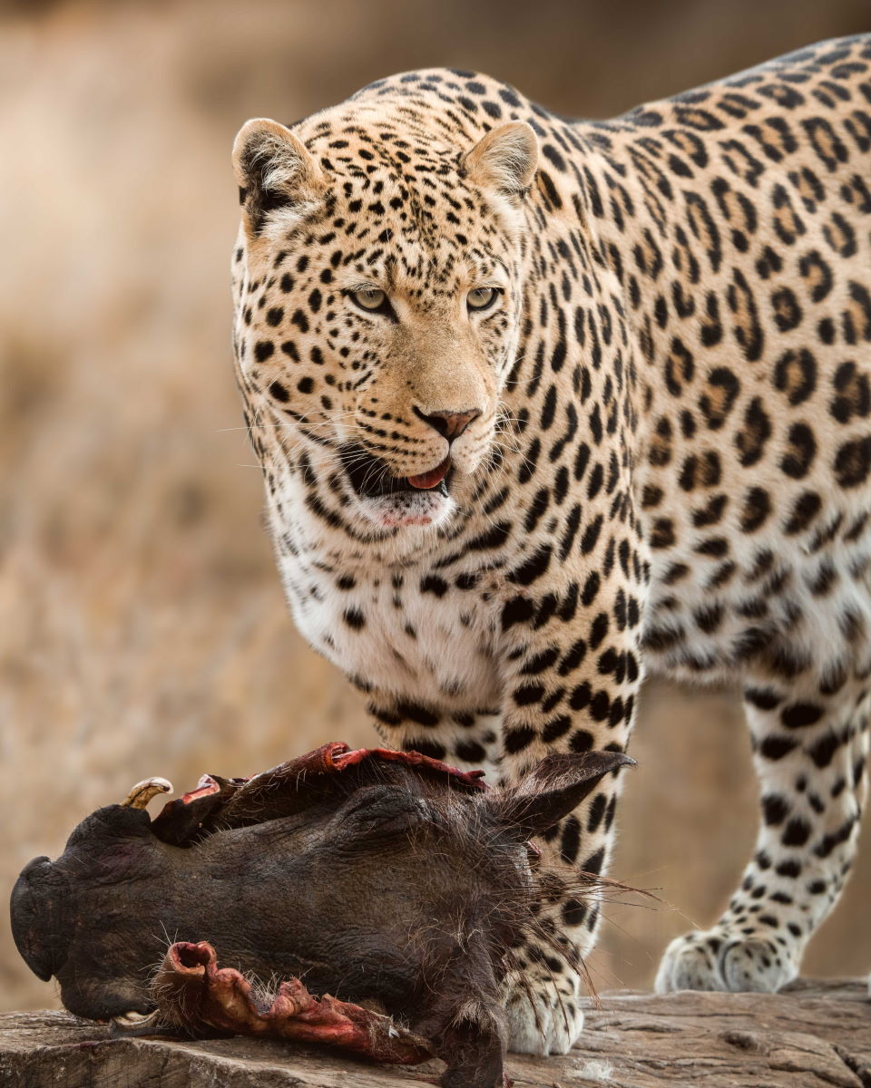 Wildlife Fotografie in Südafrika mit Fotograf Sasan Amir