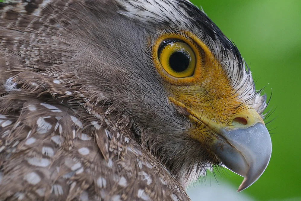 Komm mit dem Fujifilm FUJINON XF 150-600mm F5.6-8 R LM OIS WR ganz nah heran!