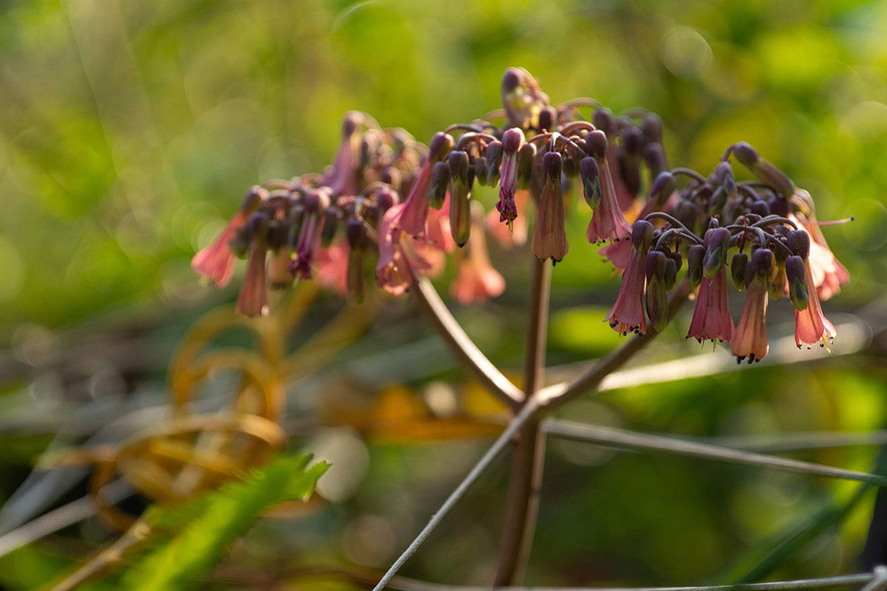Blumenaufnahme mit dem Viltrox 50mm F2.0 AF