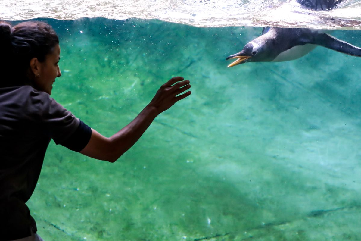 Gentoo Penguin, Pairi Daiza Zoo