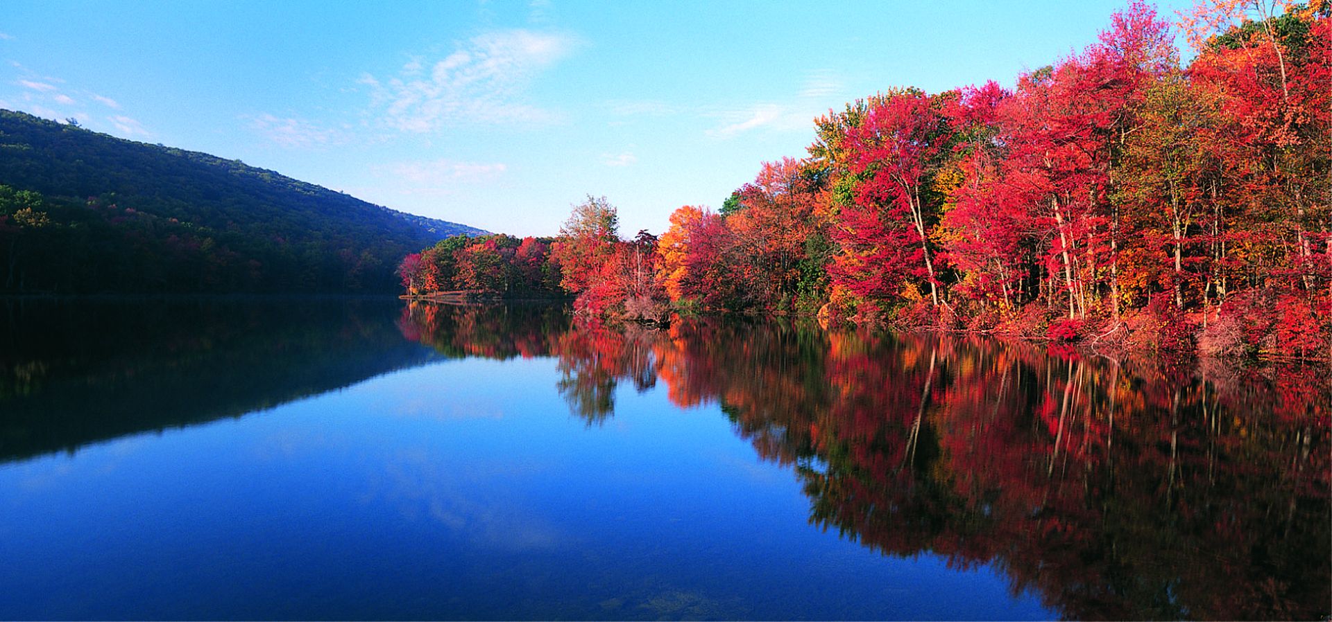 Autumn Tree