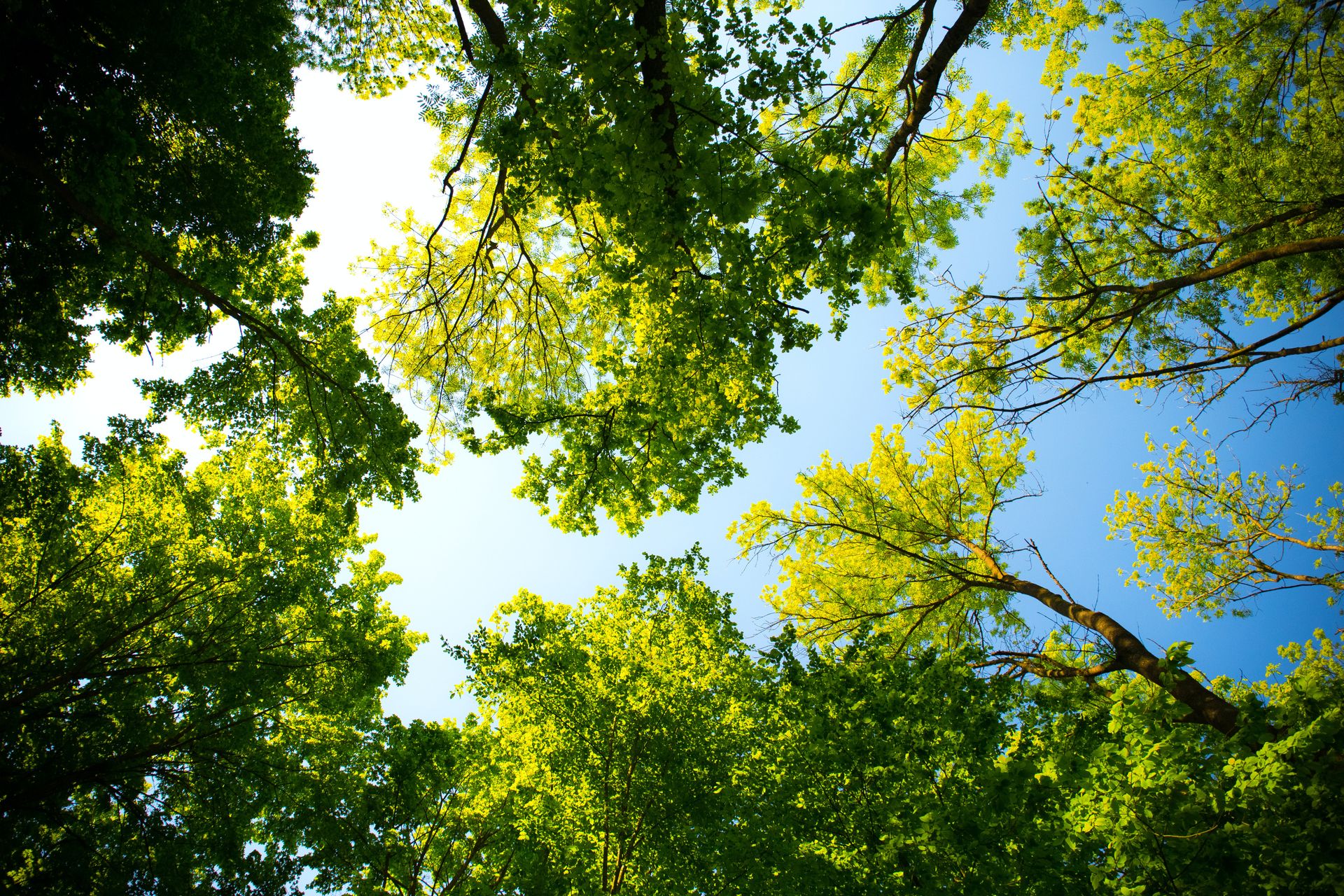 View of trees looking from the ground to the sky