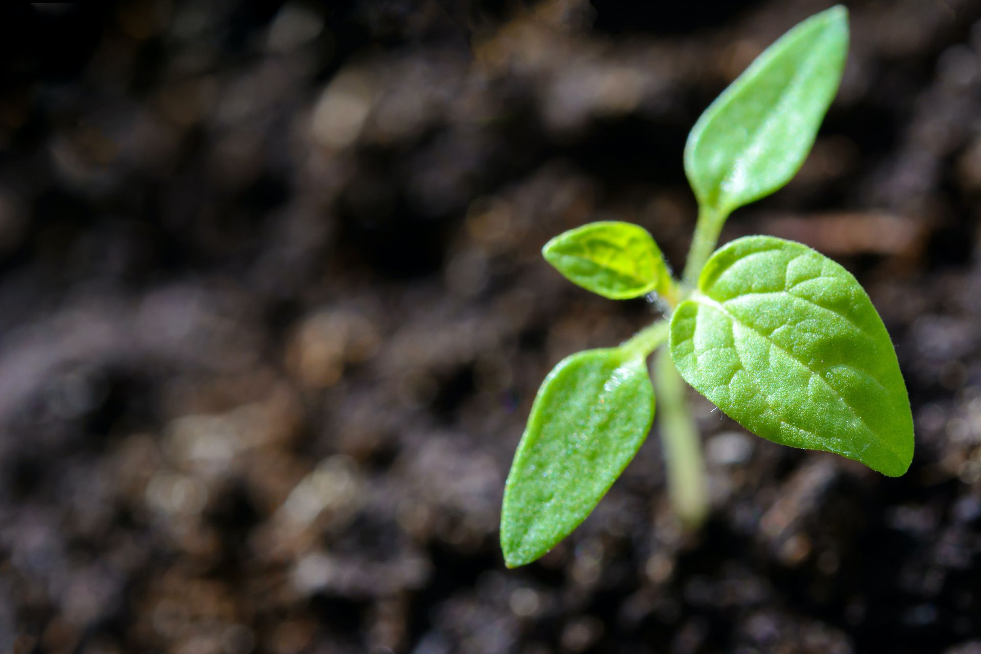 Plant growing from the ground