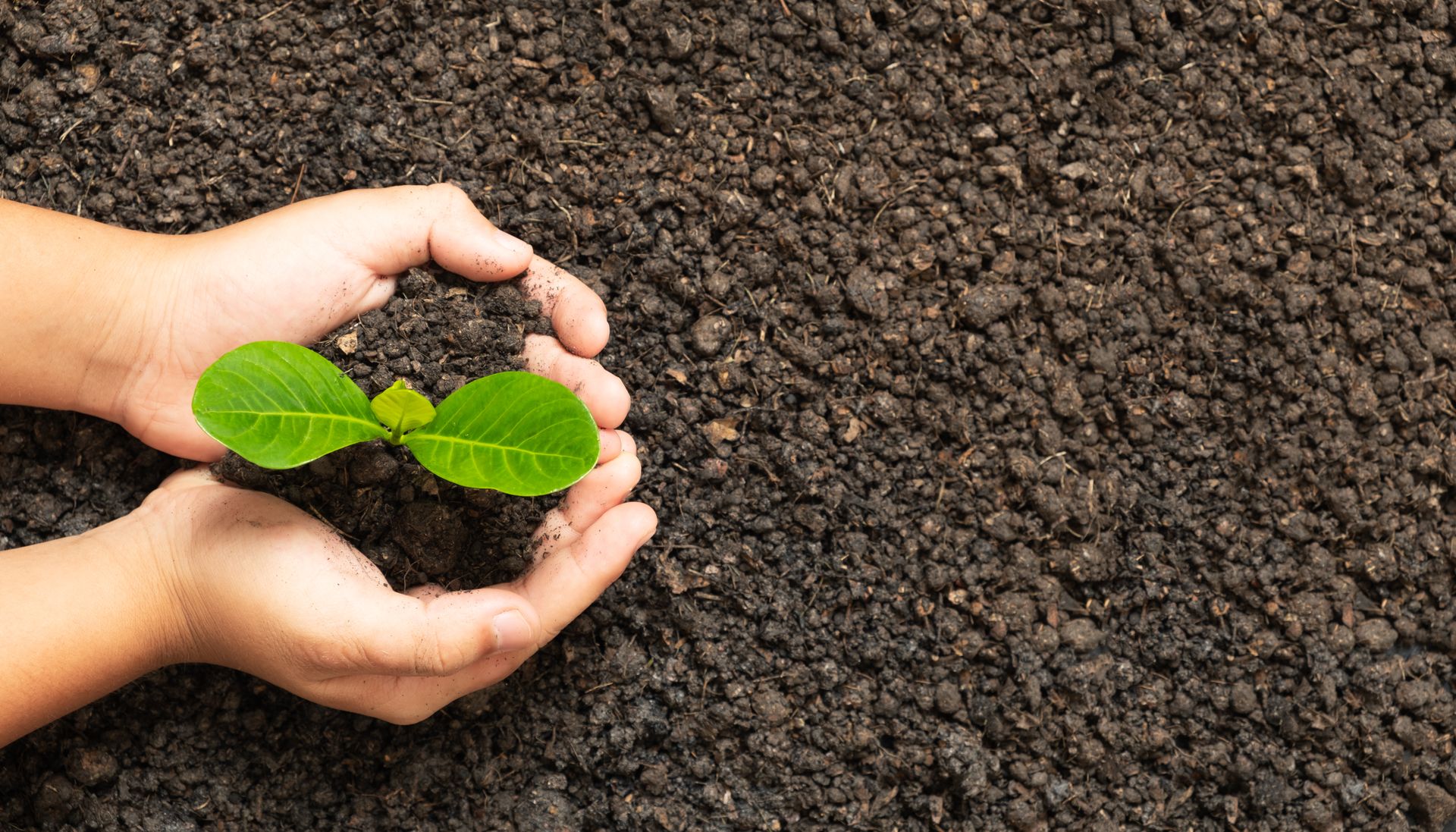 Hands with a plant