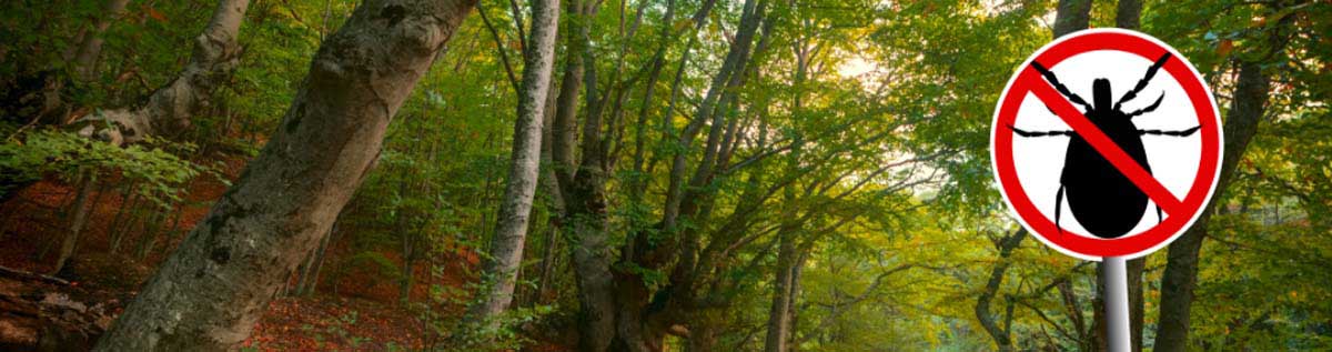 Ziekte van Lyme komt steeds vaker voor.
