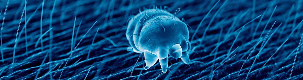 Vooral op plekken waar mensen dicht op elkaar leven, komt een schurftuitbraak vaker voor.