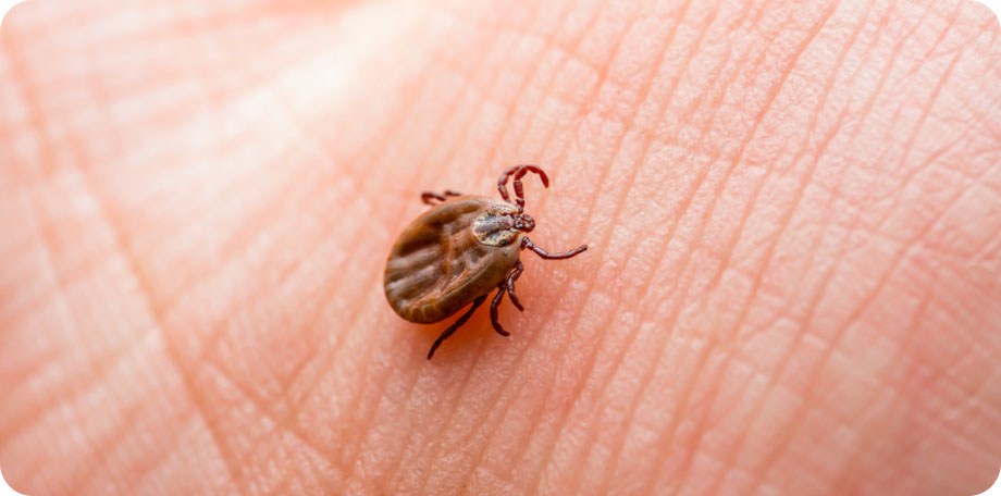Een besmette teek kan de ziekte van Lyme veroorzaken.