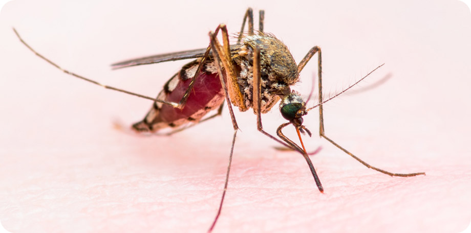 Symptomen van malaria zijn bijvoorbeeld hoofdpijn, spierpijn, moeheid en koorts.