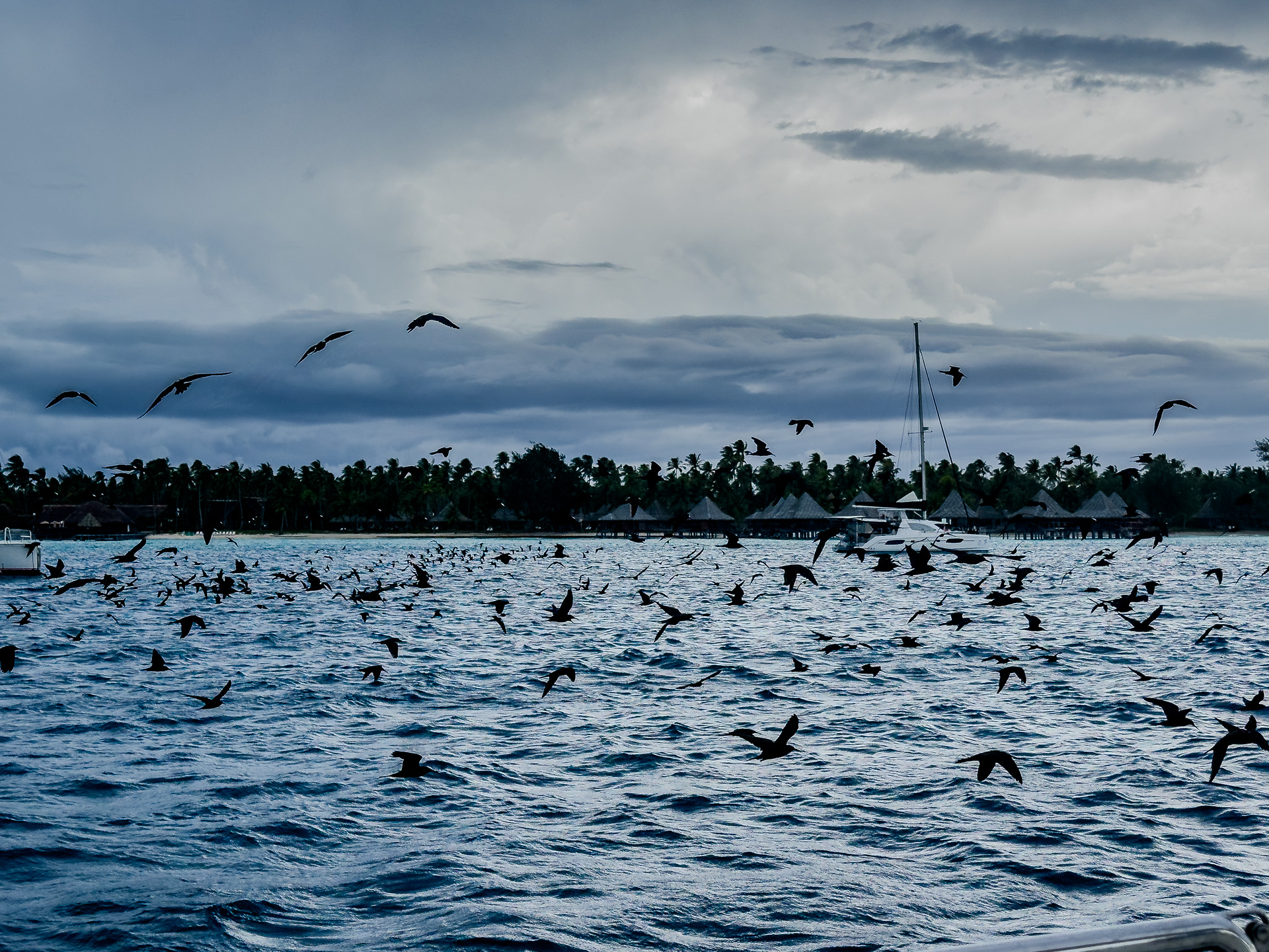 A flock of birds flying over a choppy sea with a sailboat in the distance, under a cloudy sky near a tree-lined shore.