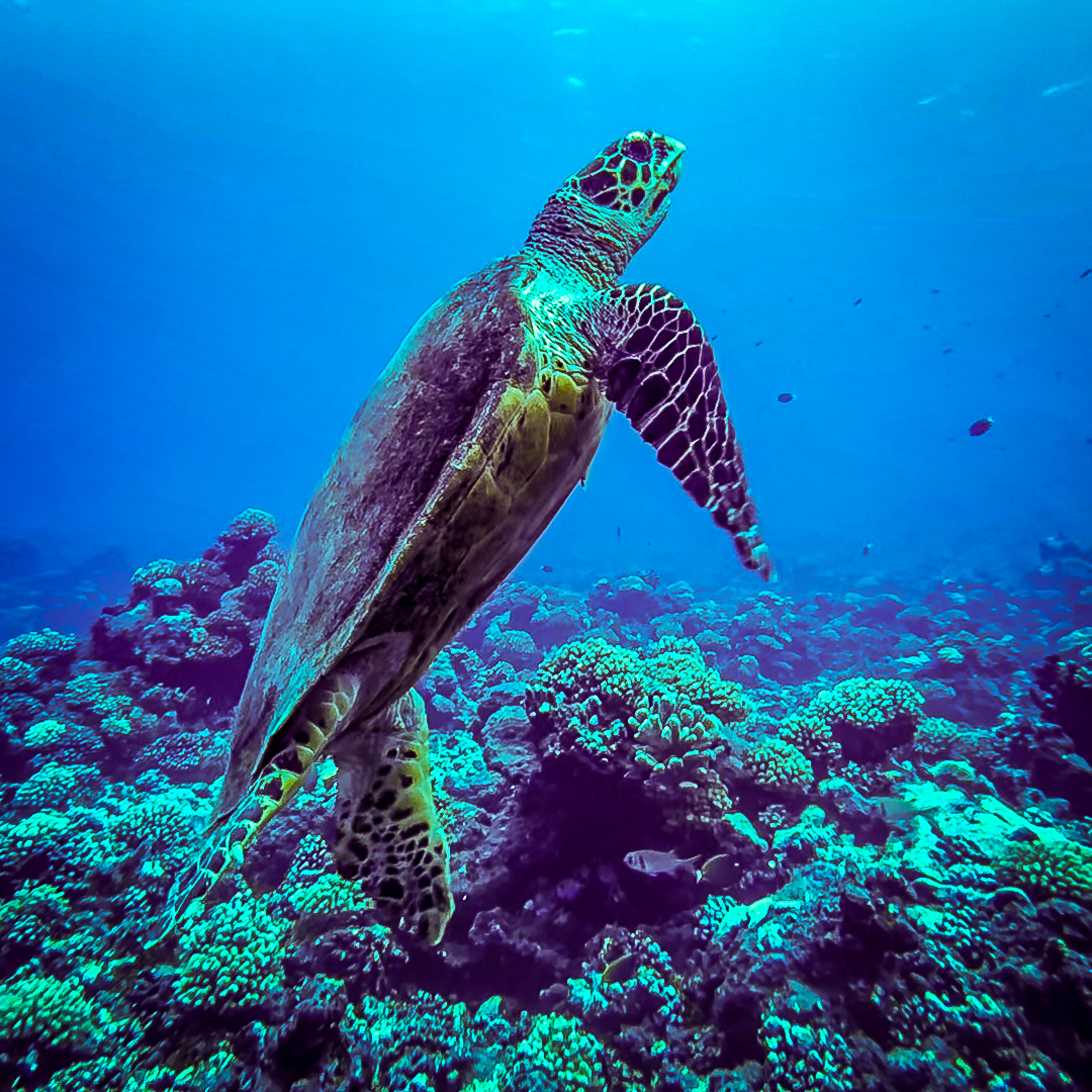 Sea turtle swimming gracefully over vibrant coral reefs in clear blue water.