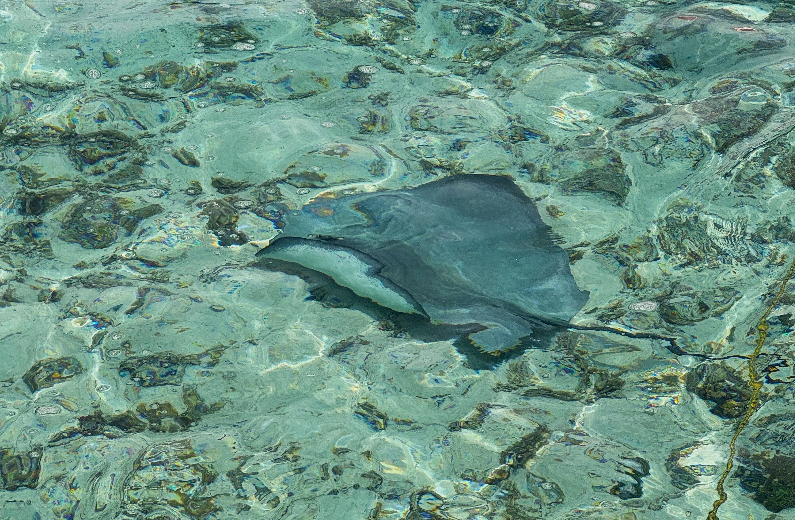 A stingray glides gracefully underwater, its dark silhouette visible through the clear, rippling turquoise water.
