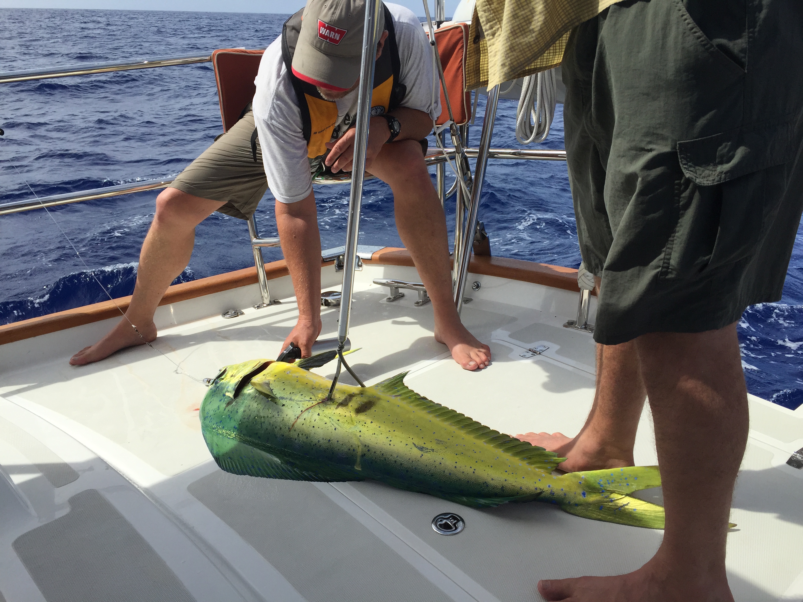 Two people on a boat deck with a large green and yellow fish, a mahi-mahi, lying on the deck with a gaff hook stuck in it.