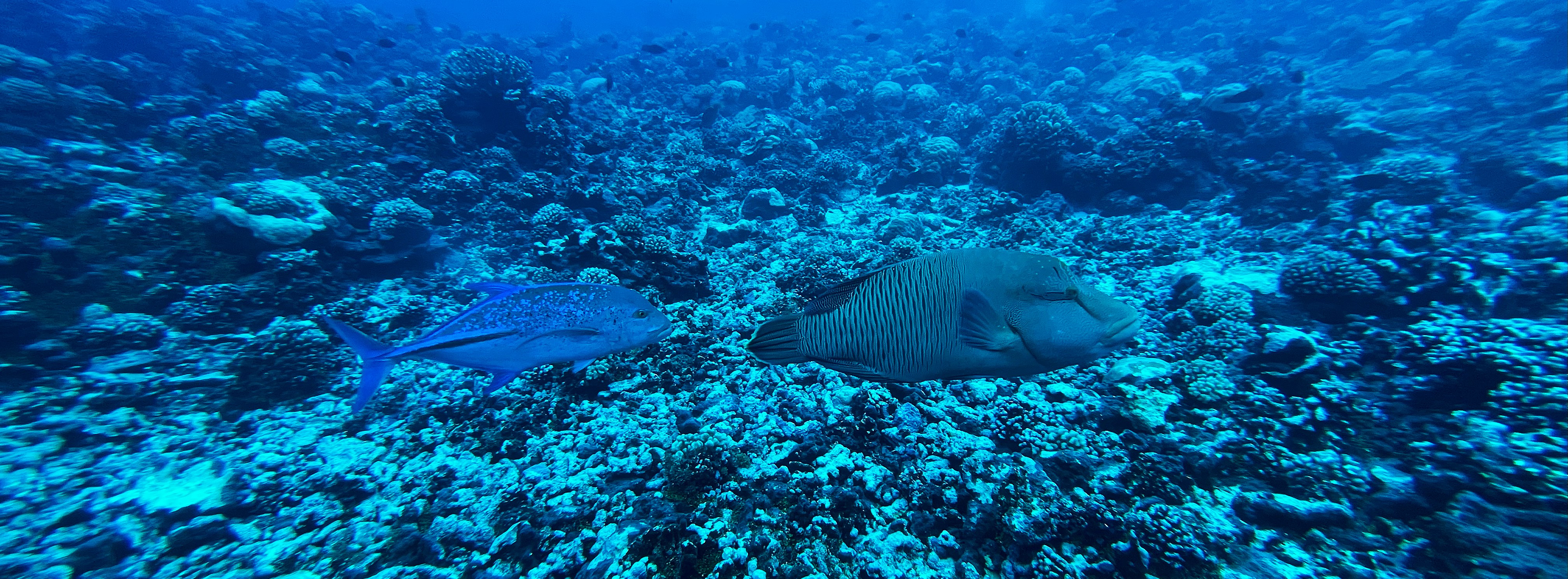 A blue-spotted fish and a larger, camouflaged fish swim over a coral reef in the clear blue water of Rangiroa, Tuamotus.