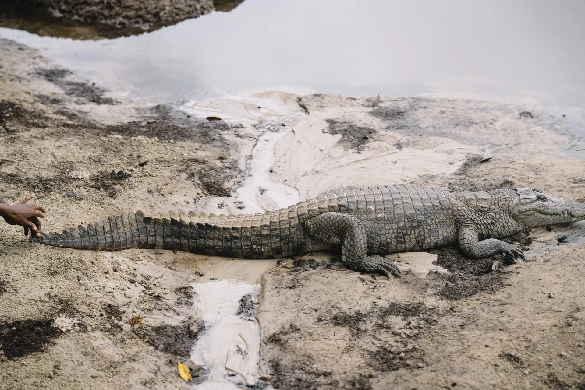 A crocodile lying on a sandy riverbank next to shallow water, with a partial view of a person's hand nearby.