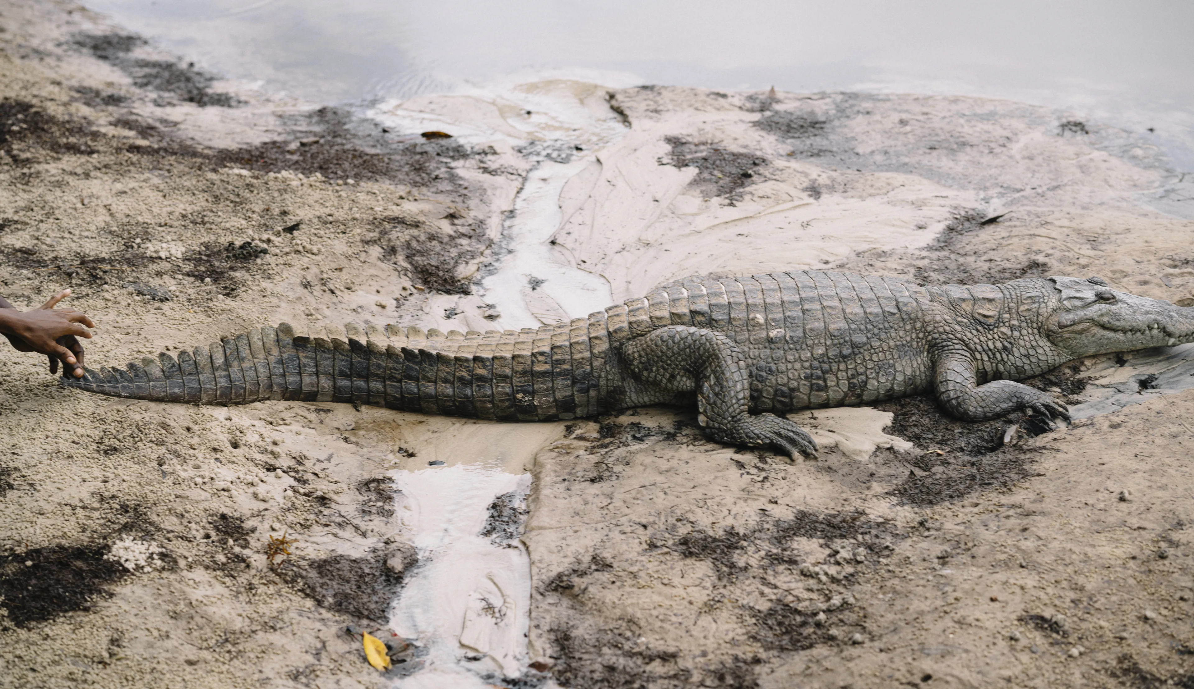 A crocodile lying on a sandy riverbank next to shallow water, with a partial view of a person's hand nearby.