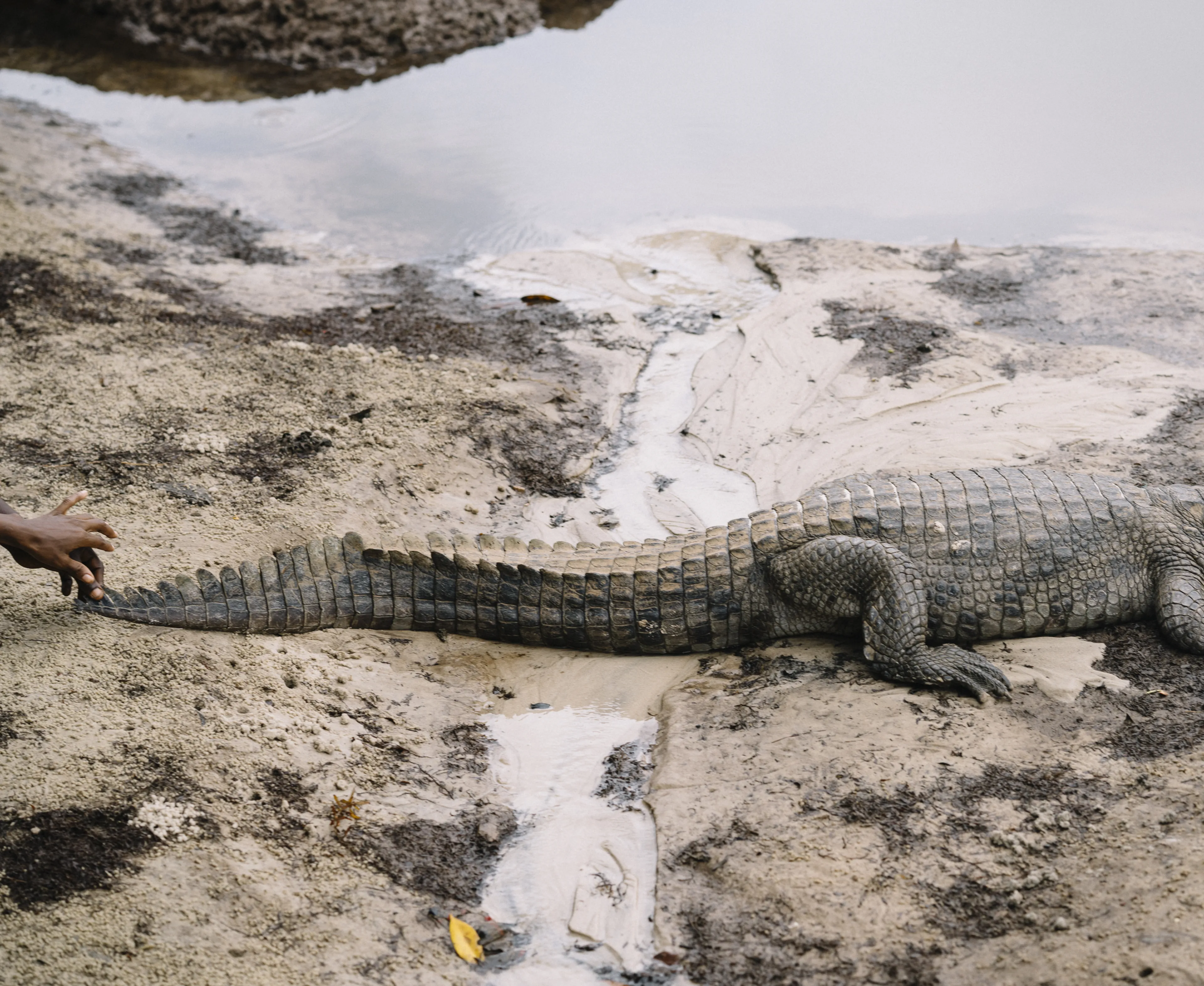 A crocodile lying on a sandy riverbank next to shallow water, with a partial view of a person's hand nearby.