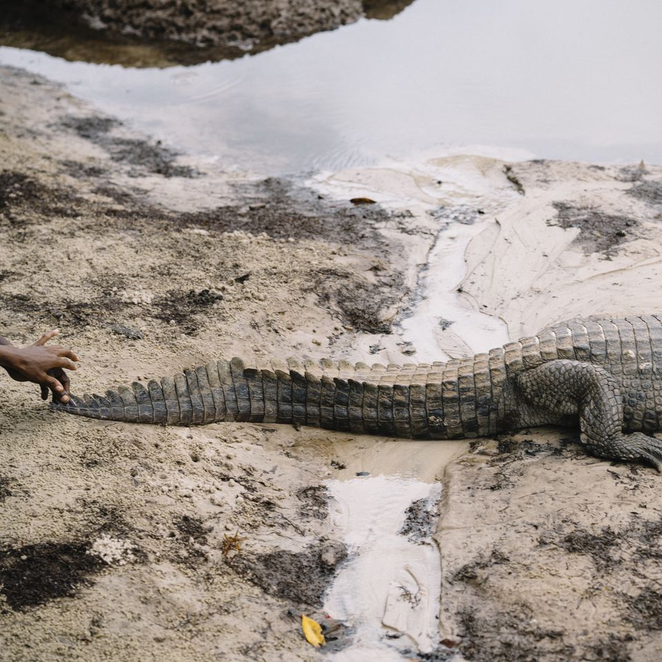 A crocodile lying on a sandy riverbank next to shallow water, with a partial view of a person's hand nearby.