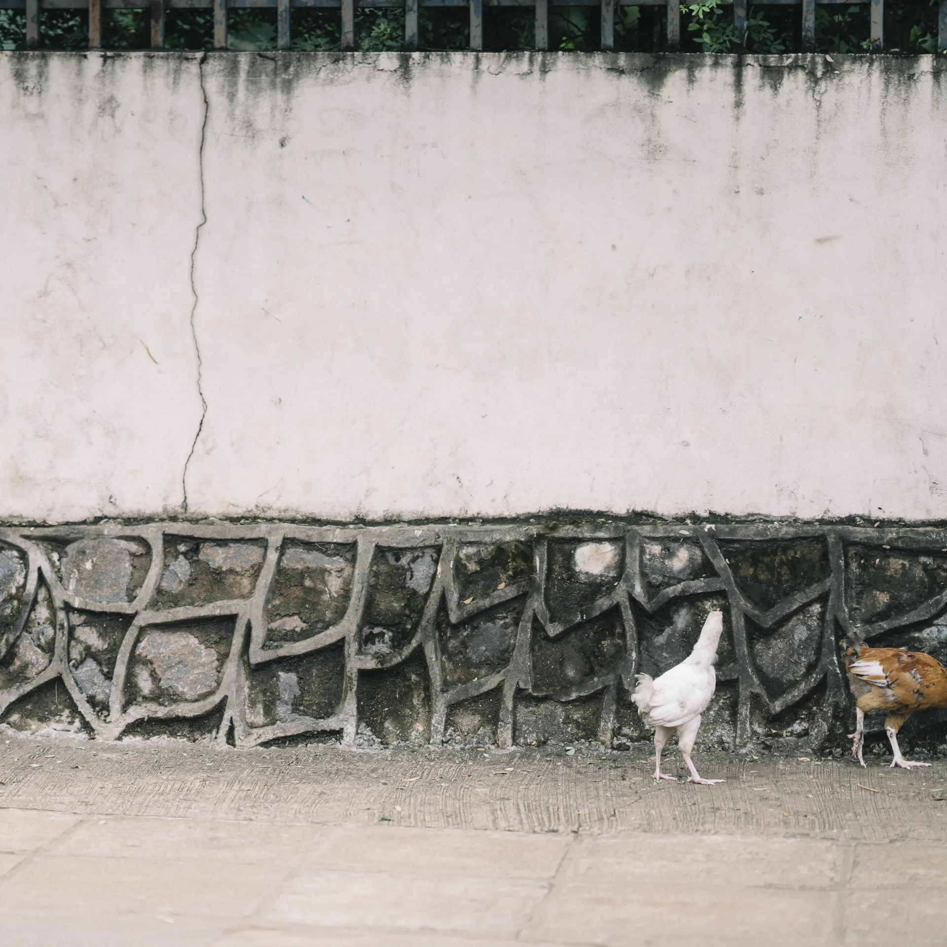 Two chickens walk along a sidewalk beside a cracked white wall with a decorative stone base.