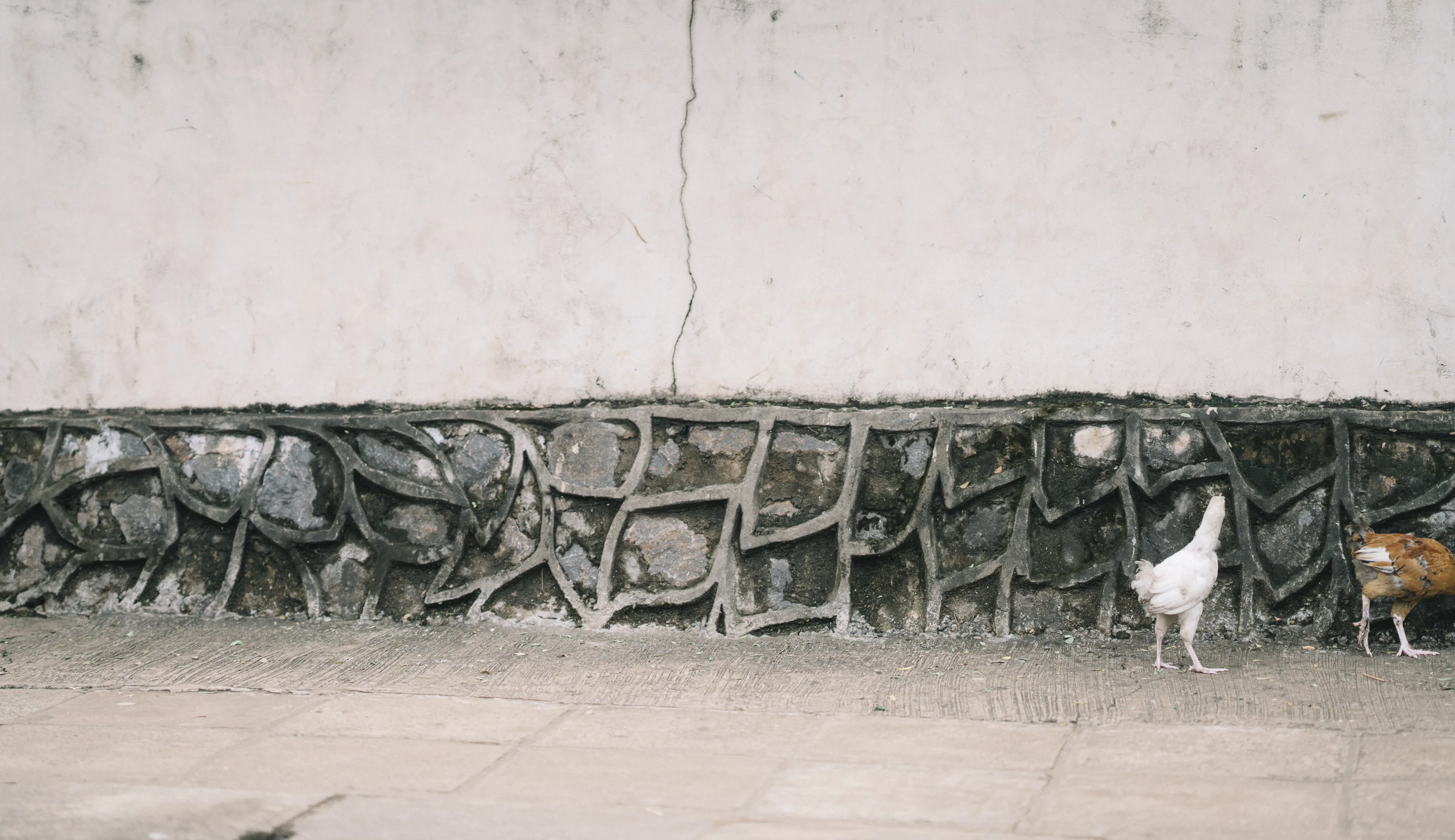 Two chickens walk along a sidewalk beside a cracked white wall with a decorative stone base.