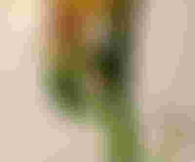 Gold daisy flower earrings