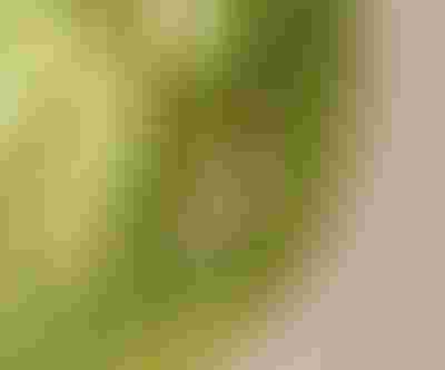 gold pearl earrings with daisy flowers