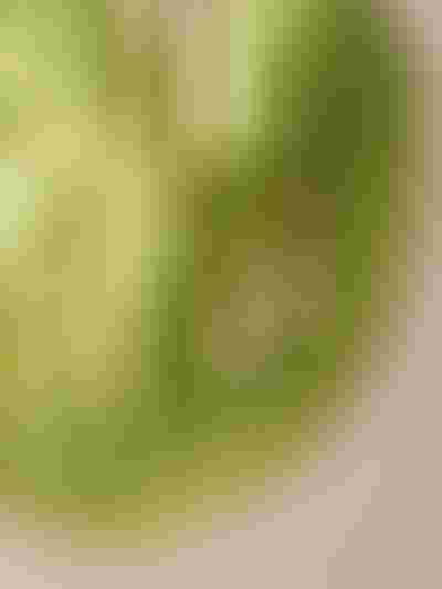 pearl studs with daisy flowers