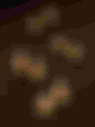 gold earrings, twisted