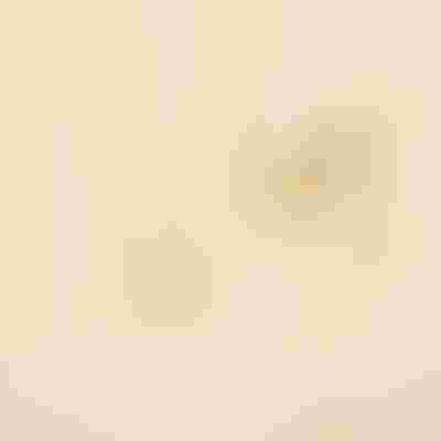 Valentine's Gift Guide