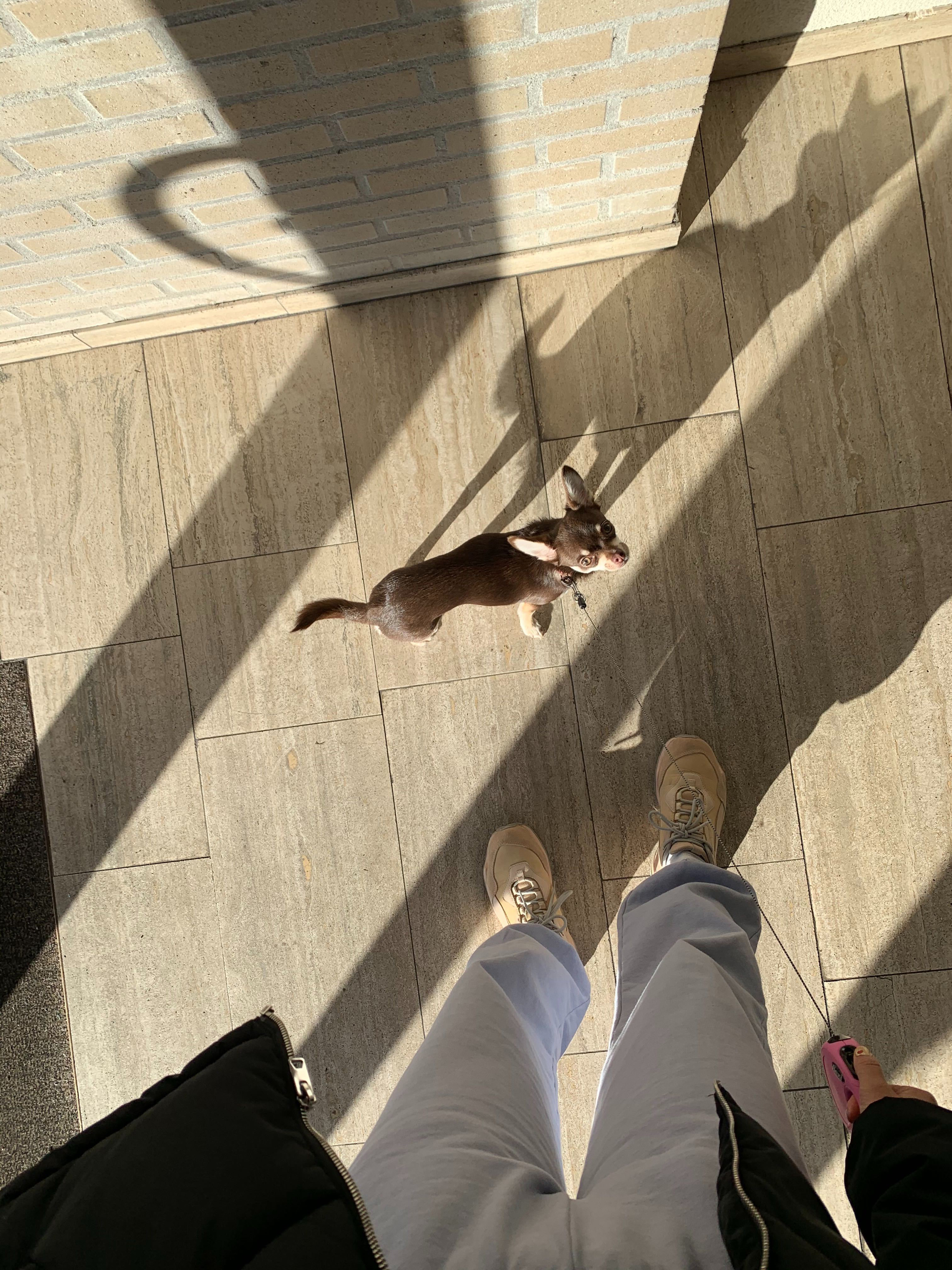 Photo of Kiki the dog being walked