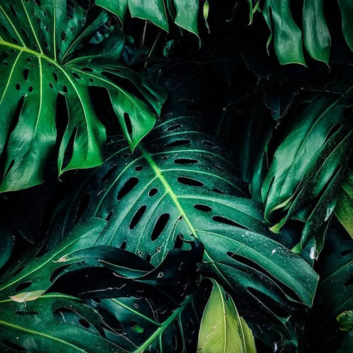 Wäschekorb Essential Linda 60 Liter - Grüner Deckelkorb 'Made In Italy'