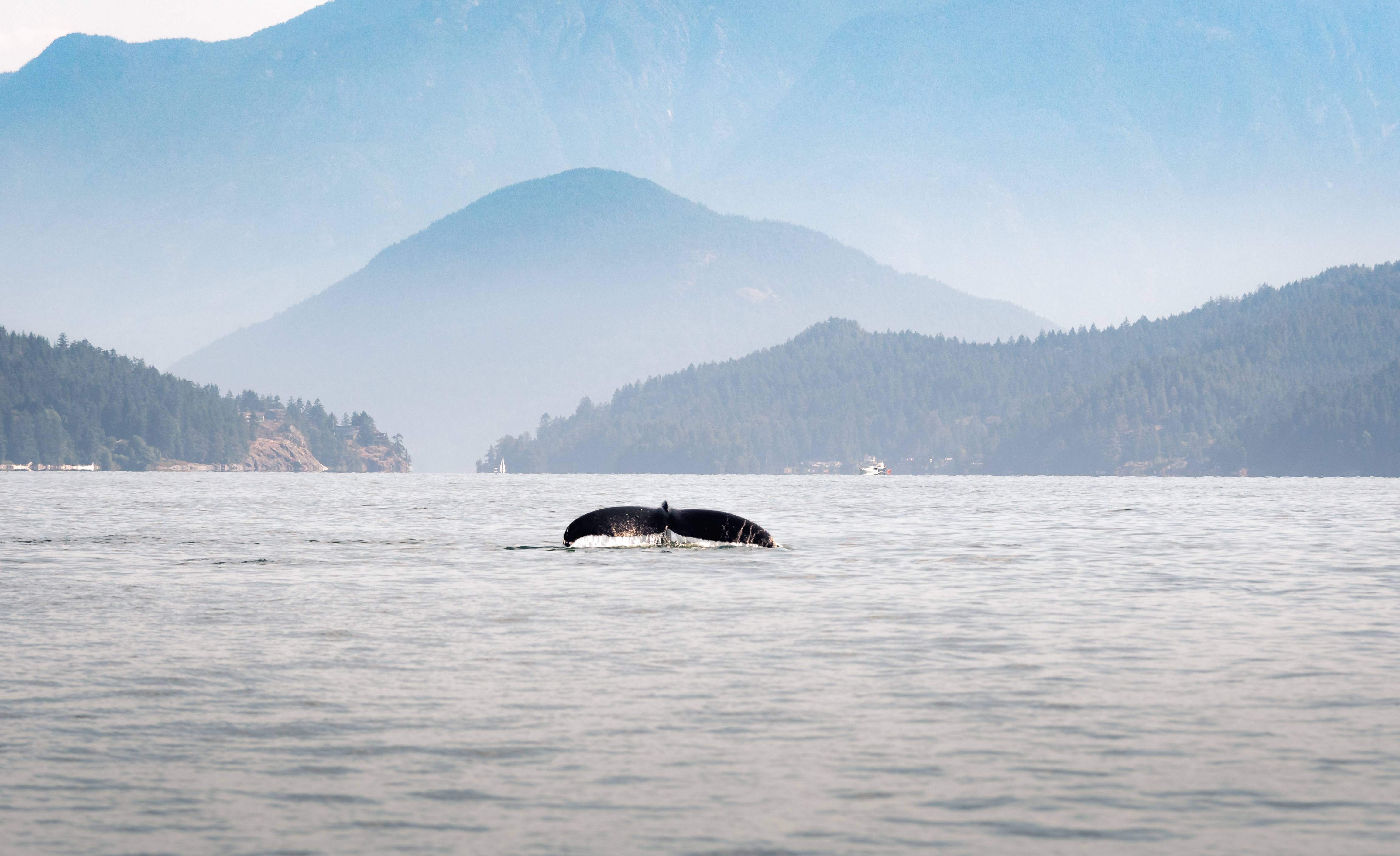 L’observation des baleines