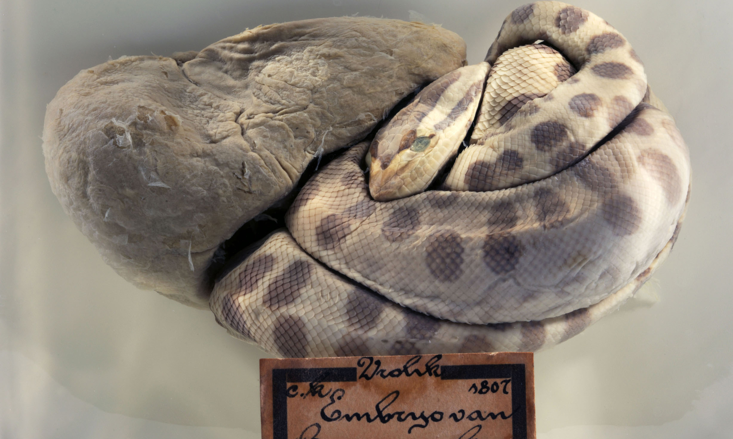 Een beknopte handleiding over het verwijderen van Anaconda op Mac, image size:3000x1800